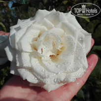 фото из отзыва ID 1521708