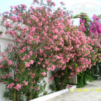 фото из отзыва ID 1530240