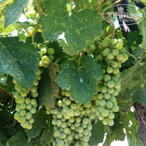 фото из отзыва ID 1531863