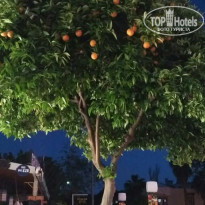 фото из отзыва ID 1532161