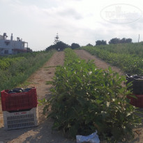 фото из отзыва ID 1532507