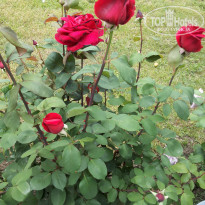 фото из отзыва ID 1533582