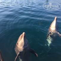 фото из отзыва ID 1538206