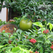 фото из отзыва ID 154153