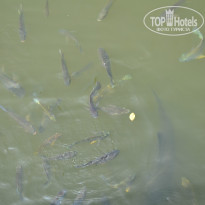 фото из отзыва ID 1540489