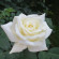 фото из отзыва ID 1541514
