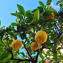 фото из отзыва ID 1542017