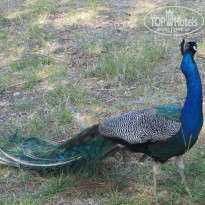 фото из отзыва ID 1541863