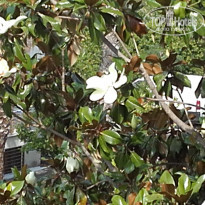 фото из отзыва ID 1544263