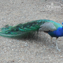 фото из отзыва ID 1544873