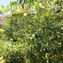 фото из отзыва ID 1545473