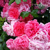 фото из отзыва ID 1545808