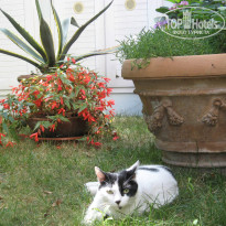 фото из отзыва ID 1546043