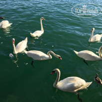 фото из отзыва ID 1547385