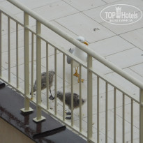 фото из отзыва ID 1548119