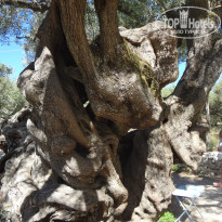 фото из отзыва ID 1549031