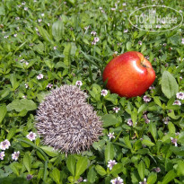 фото из отзыва ID 1549809