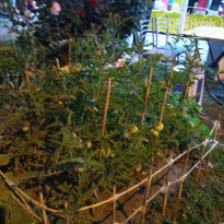 фото из отзыва ID 1549809