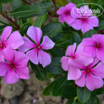 фото из отзыва ID 1550125