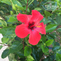 фото из отзыва ID 1550225