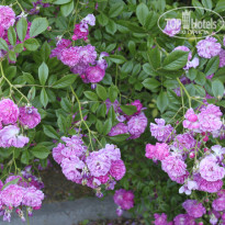 фото из отзыва ID 1550754