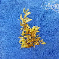 фото из отзыва ID 1551050