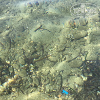 фото из отзыва ID 1550542