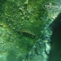 фото из отзыва ID 1551955