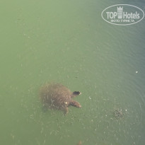 фото из отзыва ID 1552059