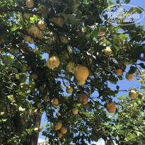 фото из отзыва ID 1552892