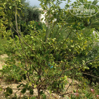 фото из отзыва ID 1553248