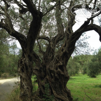 фото из отзыва ID 1553248