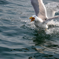 фото из отзыва ID 1554183