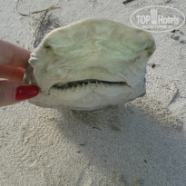 фото из отзыва ID 1556398