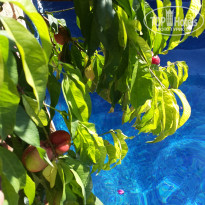 фото из отзыва ID 1556754