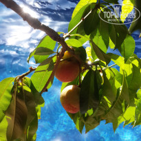 фото из отзыва ID 1556754