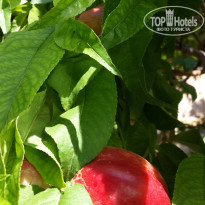 фото из отзыва ID 1556754