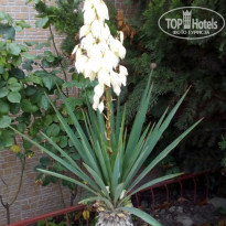 фото из отзыва ID 1556856