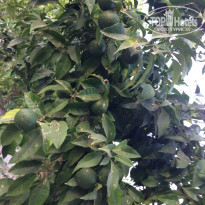 фото из отзыва ID 1557211