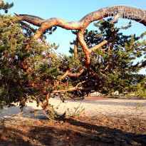 фото из отзыва ID 1554183