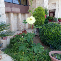 фото из отзыва ID 1561273