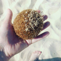 фото из отзыва ID 1563905