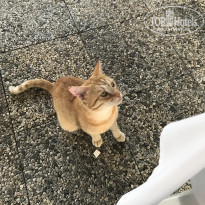 фото из отзыва ID 1564246