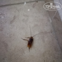 фото из отзыва ID 1564514