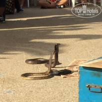 фото из отзыва ID 1564830