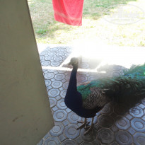 фото из отзыва ID 1564982