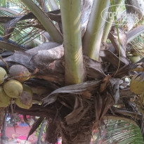 фото из отзыва ID 1568604