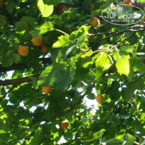 фото из отзыва ID 1571697