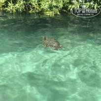 фото из отзыва ID 1571891