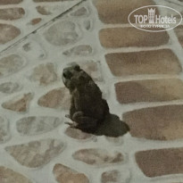 фото из отзыва ID 1577654